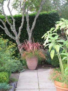 Phormium in Pot