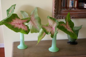 Caladium foliage in bud vases