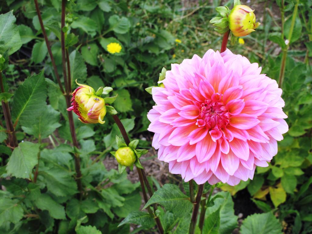 Another pretty dahlia, one of hundreds that Janell planted this season.