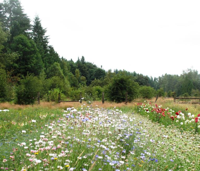 The forest looms beyond the Seattle Tilth Farm Works, creating a beautiful setting for growing flowers (and food)