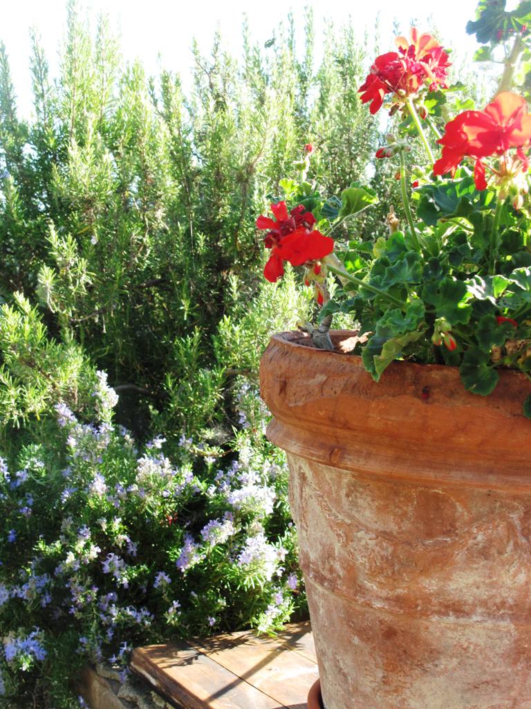 Rosemary and the classic red geranium, flourishing in a terra cotta flower pot