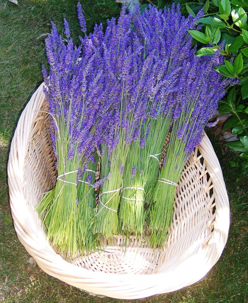Fresh cut bunches of lavender from Labyrinth Hill Lavender (photo courtesy Susan Harrington)
