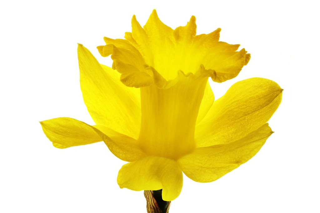 The cup in the center of a daffodil is called a corona. Some are short, like a shallow bowl, while others are longer, more like a trumpet. Some have frilly edges, and some are rimmed with a contrasting color. 