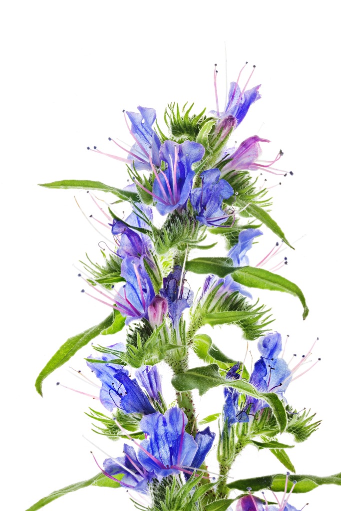 Look past the blue petals of viper's bugloss, Echium vulgare, and you'll see that the flowers also feature red stamen filaments and blue pollen. These help them to stand out in form as well as color to pollinators - and to us.