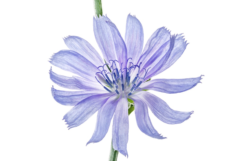 Jaunty blooms of chicory, or Cichorium intybus, open for only a few hours a day. Then the color of the ray flowers rapidly drains away, fading to white. Its dried, ground roots can be used as a coffee substitute.