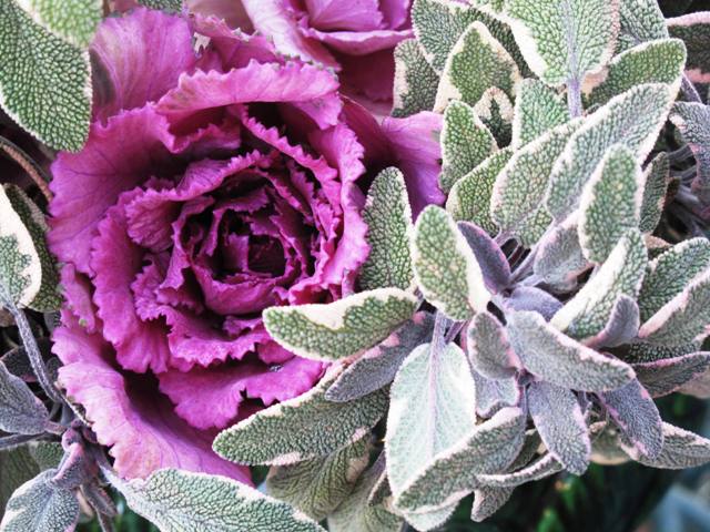 Ornamental cabbage (pink) with tri-colored sage