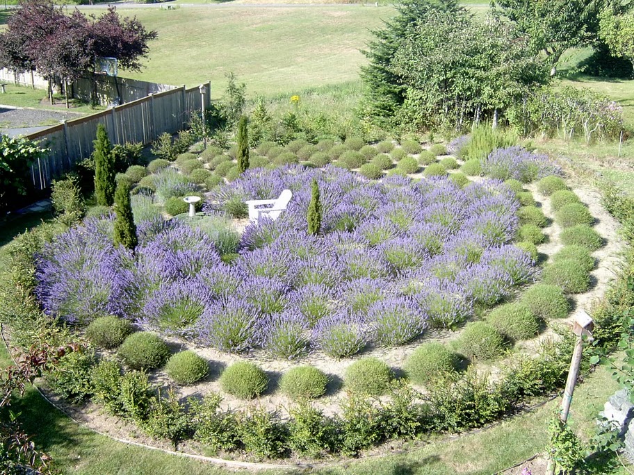 The lavender labyrinth at peak of season. Photo, courtesy Susan Harrington