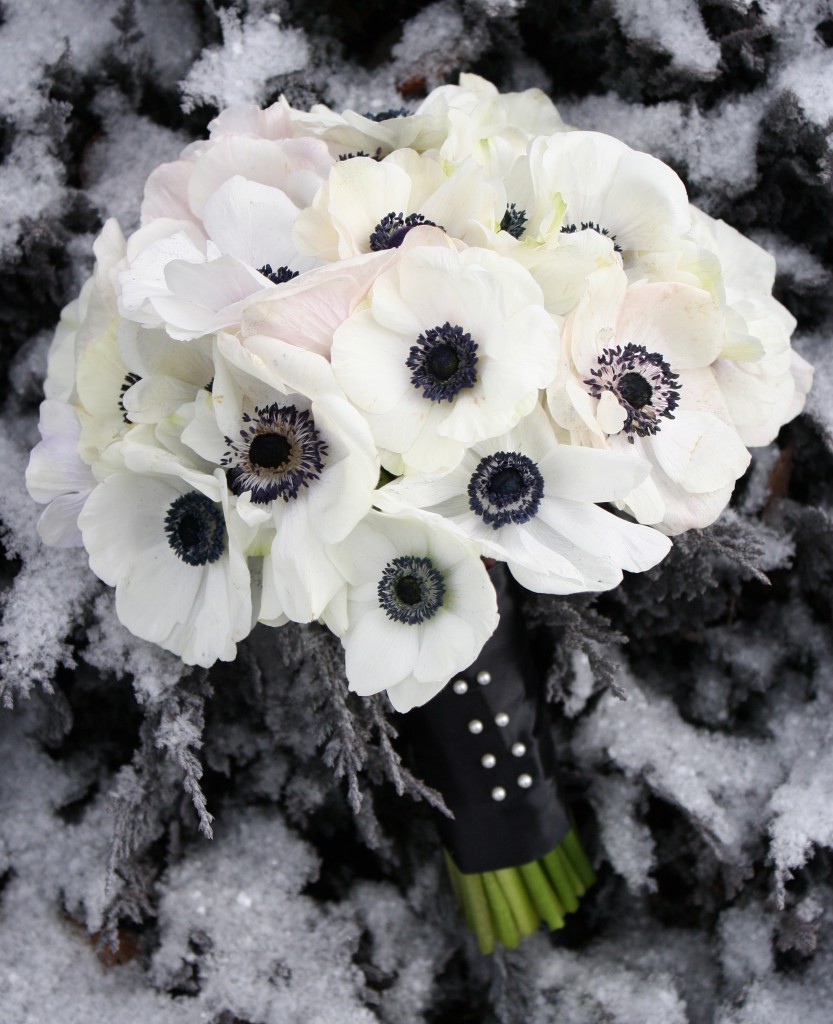Anemones are grown by Stevens & Son in Arvada, CO (designed in CO)