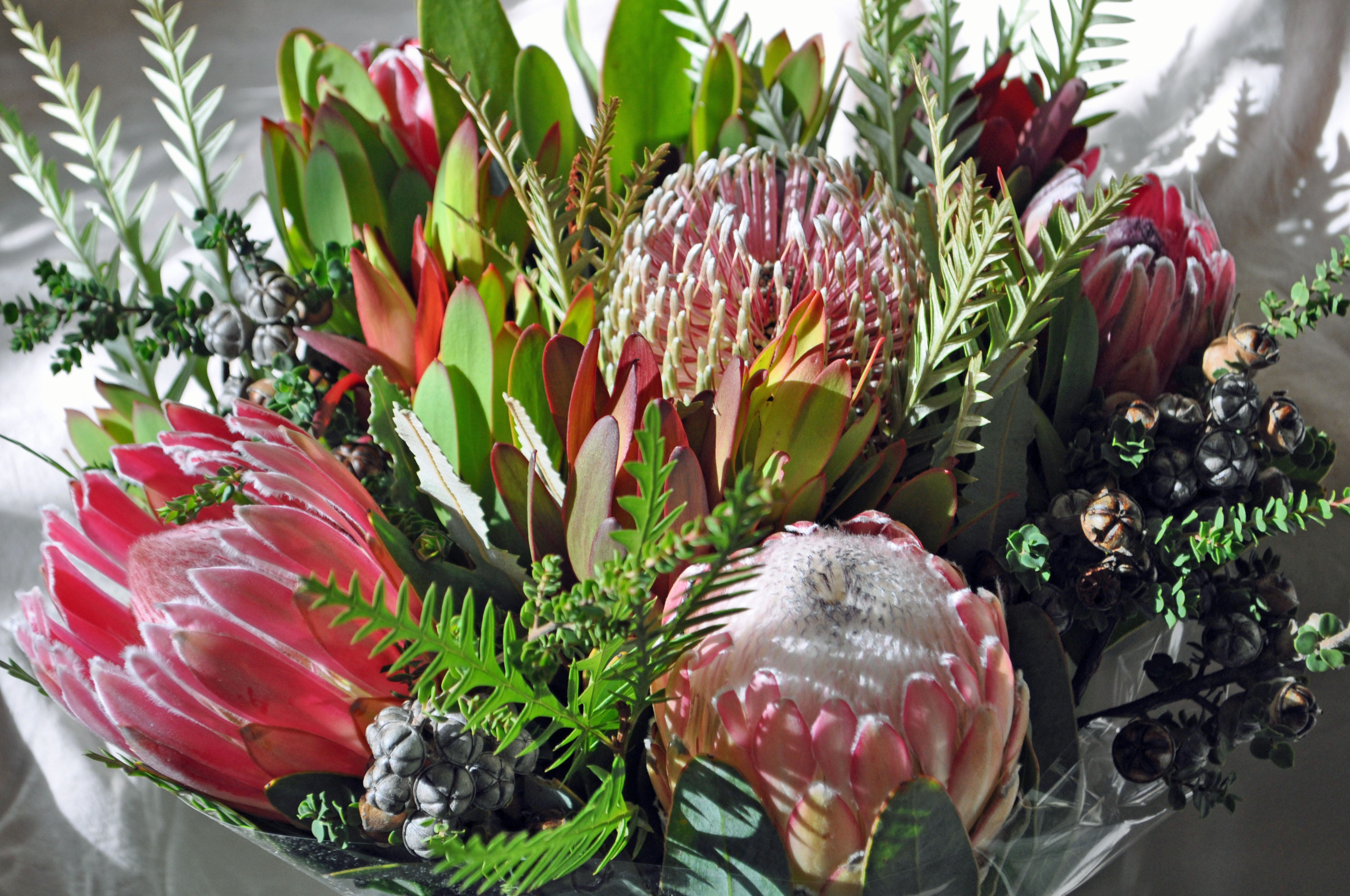 Slow Flowers Podcast All About Protea