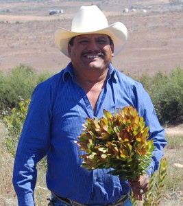 Mel Resendiz, an expert grower of Protea and other South African and Australian ornamental plants.