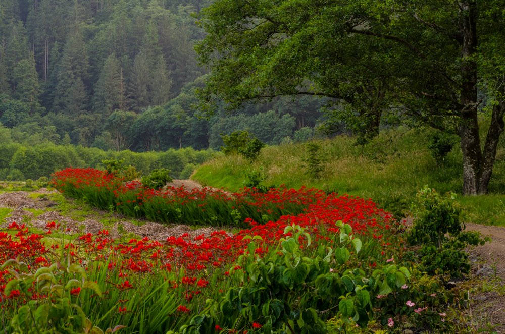 Check out the Crocosmia borders!