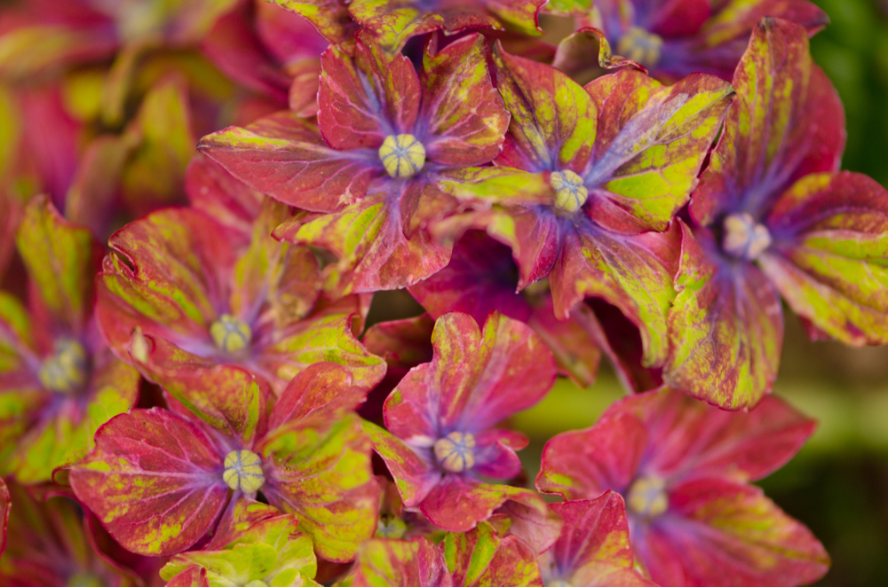 Here's that awesome new hydrangea Patrick talked about in our interview.