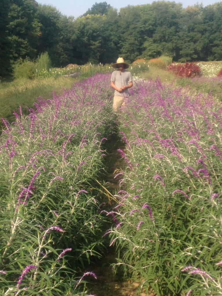 A sense of the beauty of this farm - as seen in one section planted with Mexican sage.
