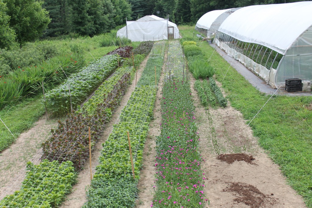 What an organized place - rows of field-grown flowers and well-appointed greenhouses.