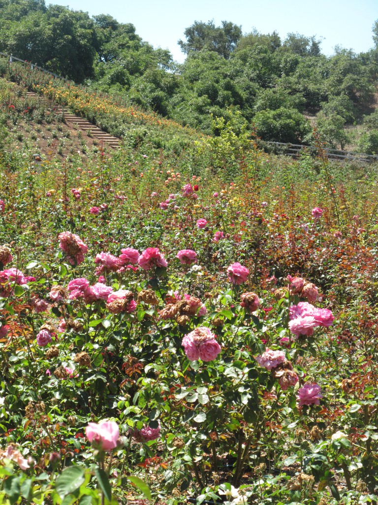 Field-grown old garden and English roses from Rose Story Farm. Hard to resist! 
