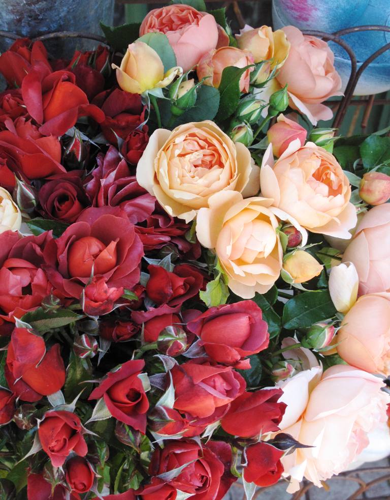 Breathtakingly beautiful roses from Rose Story Farm. American Grown and more beautiful than anything imported. 