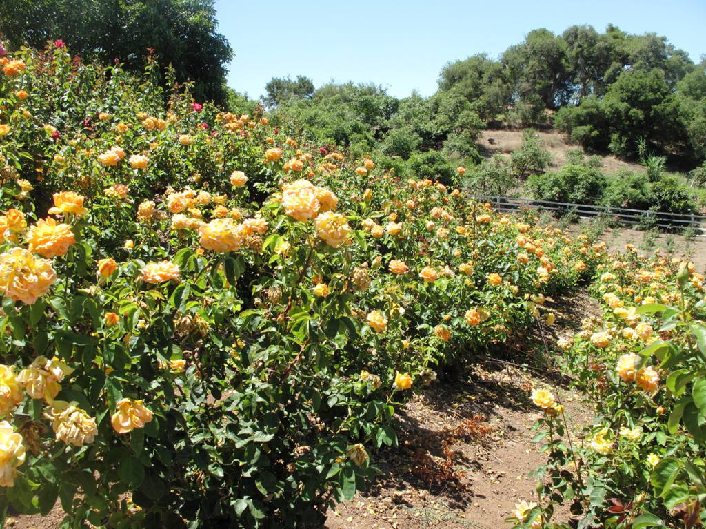 The setting in this little valley near the Pacific Ocean is quite benign - and so perfect for roses.