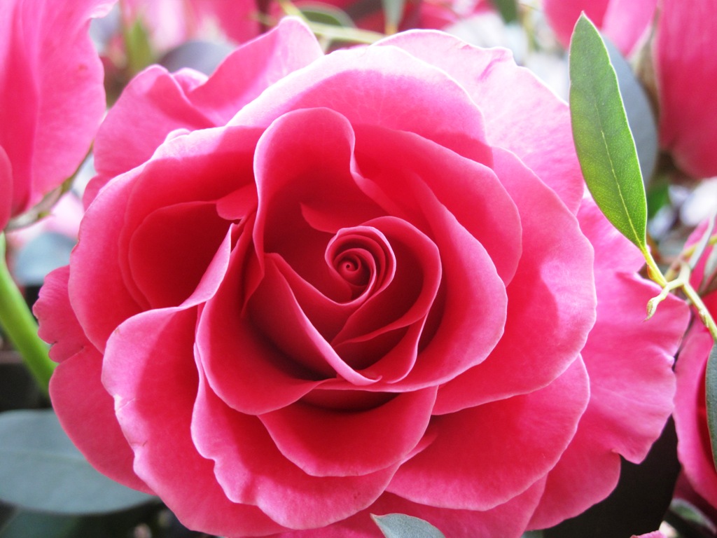 A beautiful American rose, grown in Oregon by the Peterkort family.