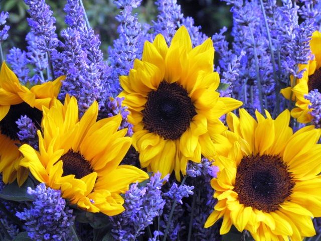 Yellow & Purple - a perfect complement.