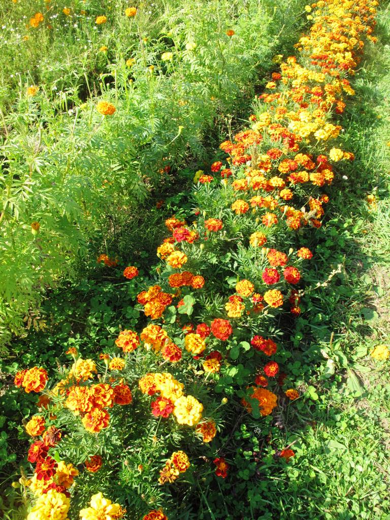 Rows and rows of marigolds.