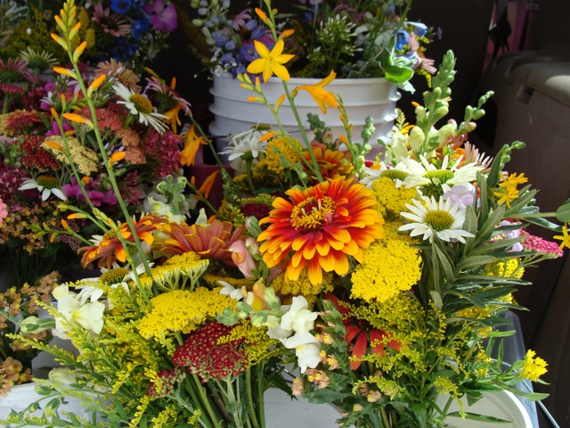 Windflower Farm Flowers - feast your eyes!