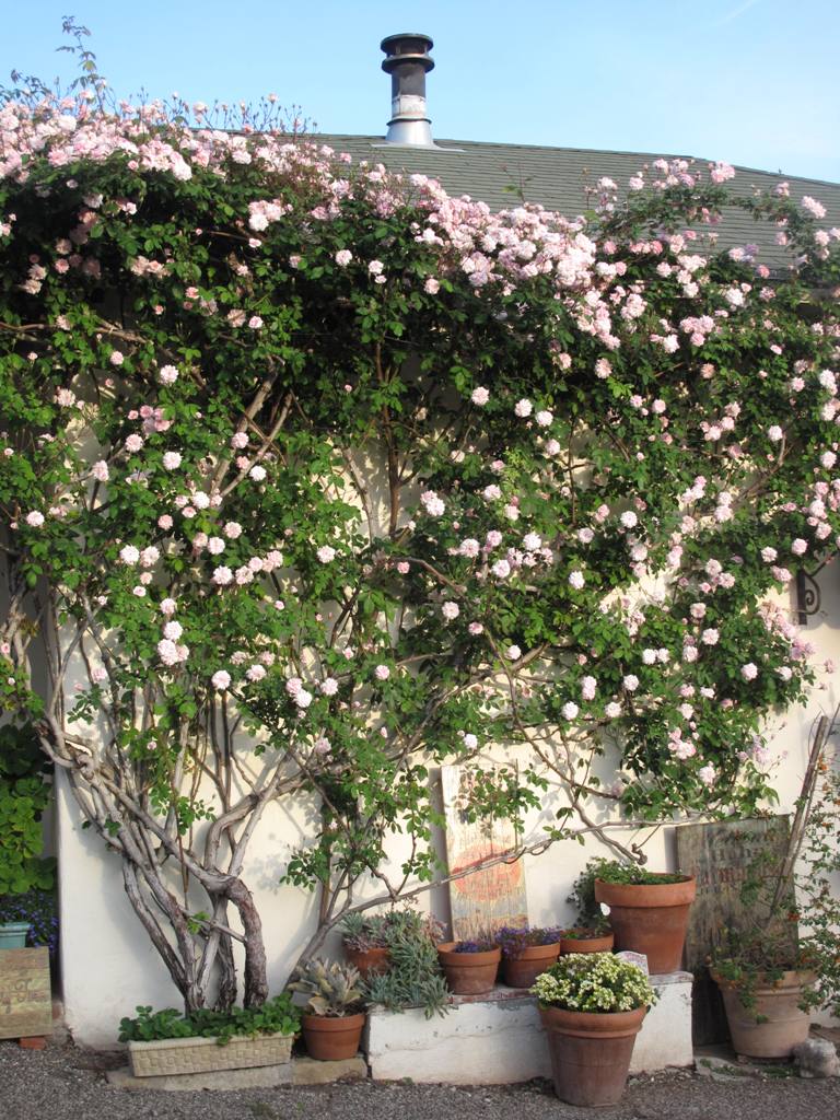 The facade of the old stables is clad in a vigorous climbing rose.