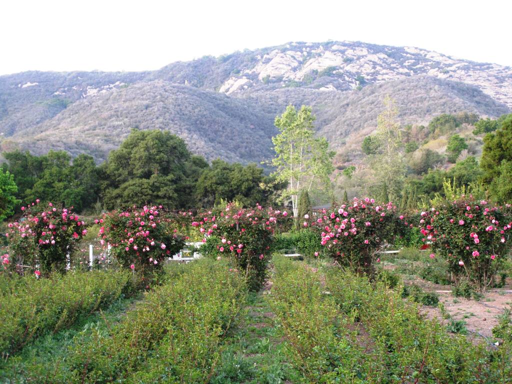 The arbor creates a rose allee that intersects growing fields - with the natural landscape creating a lovely backdrop 