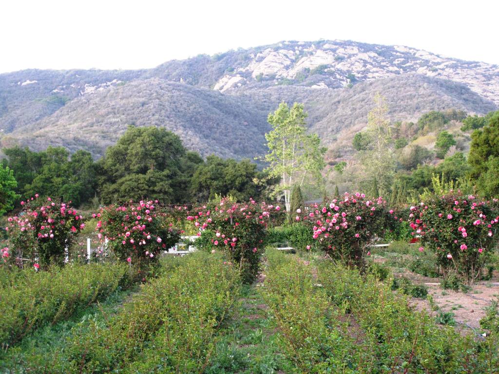 Learn How to Press Flowers - California Grown