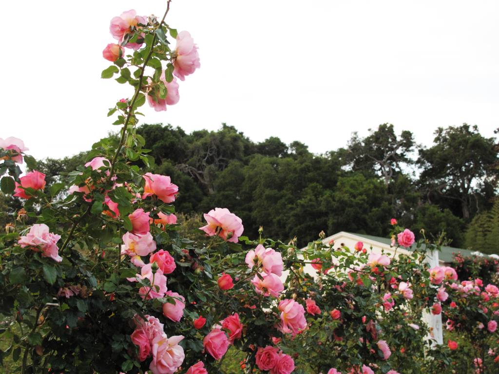 The roses are in the foreground; the stable's rooftop in the background.