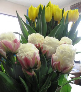 The hot, new "ice cream" tulip - spotted in a vase on Sun Valley CEO Lane Devries's desk!