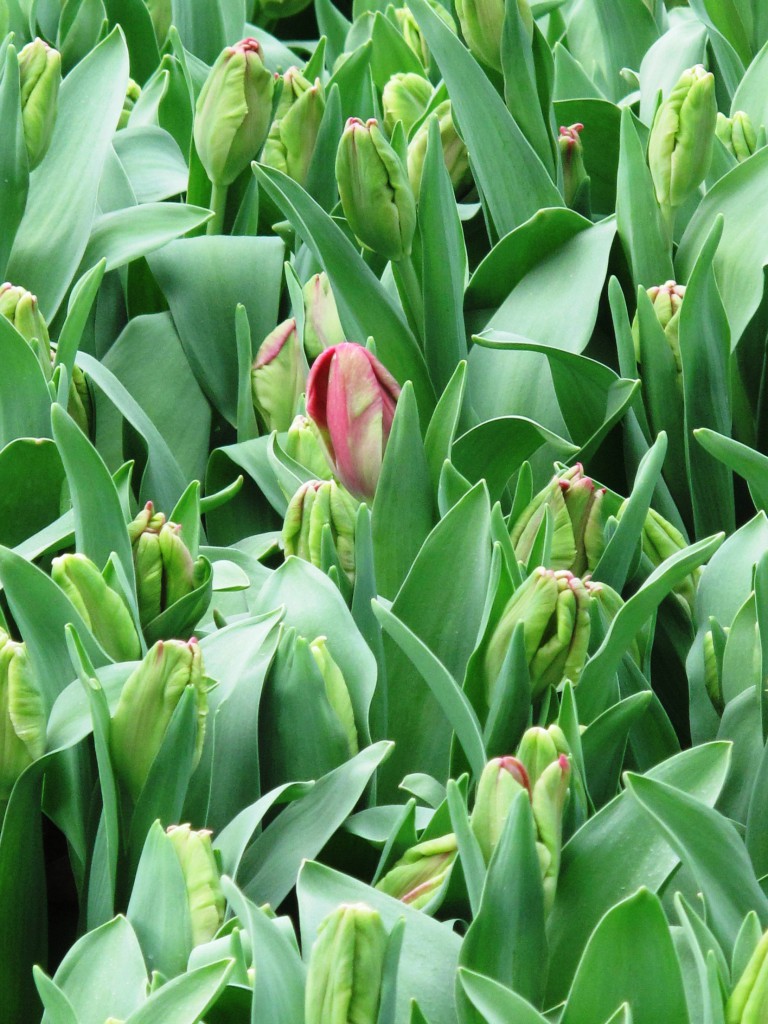 Hello, tulip!