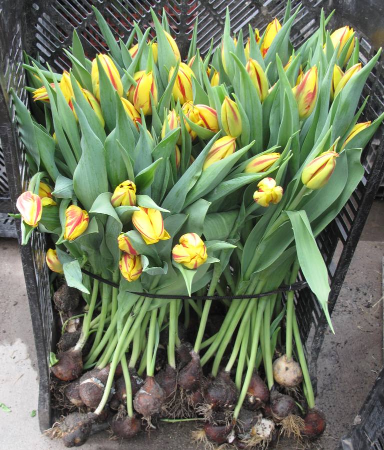 . . . and this is how the flowers come out of the ground - bulbs and all - to ensure the longest stems.