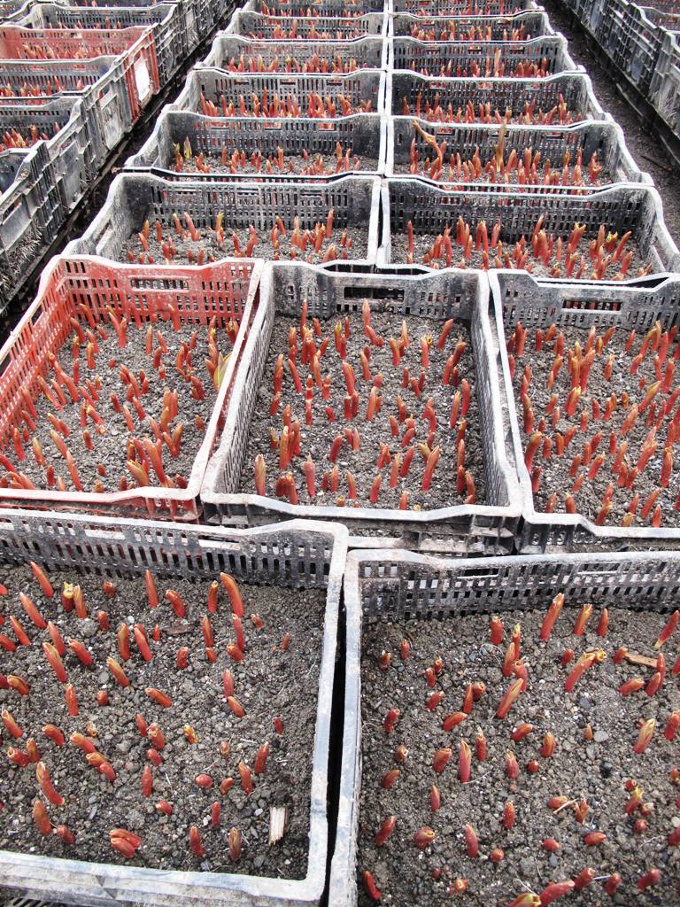 This is how the tulip-growing cycle begins. Bulbs planted in growing medium, shoulder to shoulder. Their tips emerge from the soil and then the crates are transferred to the greenhouse rows.