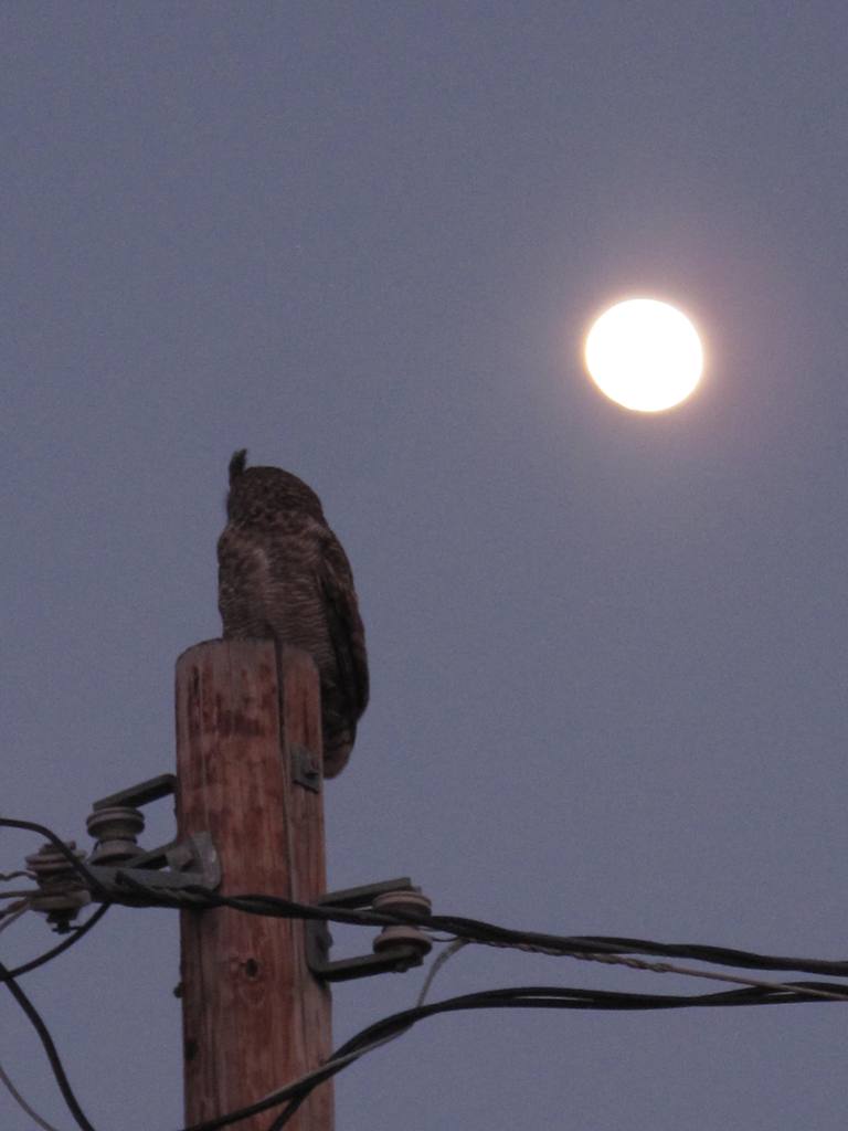 Mr. Owl, with the moon, spotted on that magical night at Old Edna.
