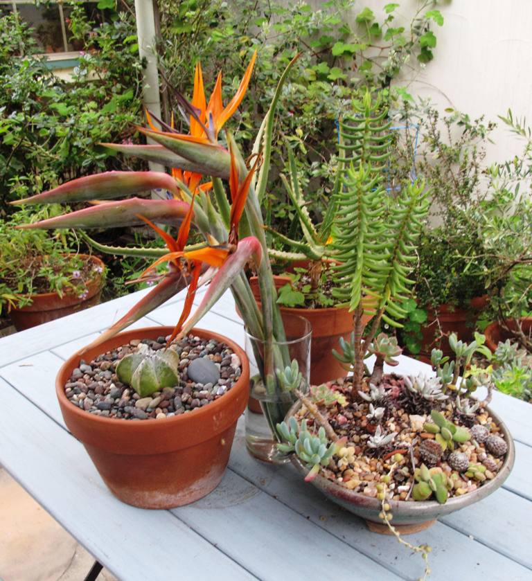 Vases of flowers even appear in the garden, like this display of bird-of-paradise, collected with the potted succulents.