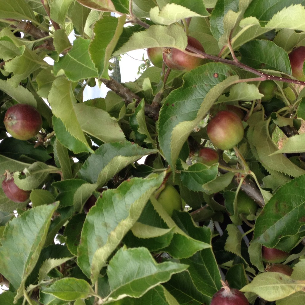 Apples . . . everywhere! To eat, to press into cider . . . and to show up in bouquets (especially the flowering branches of spring and the tiny fruited branches of crabapples).