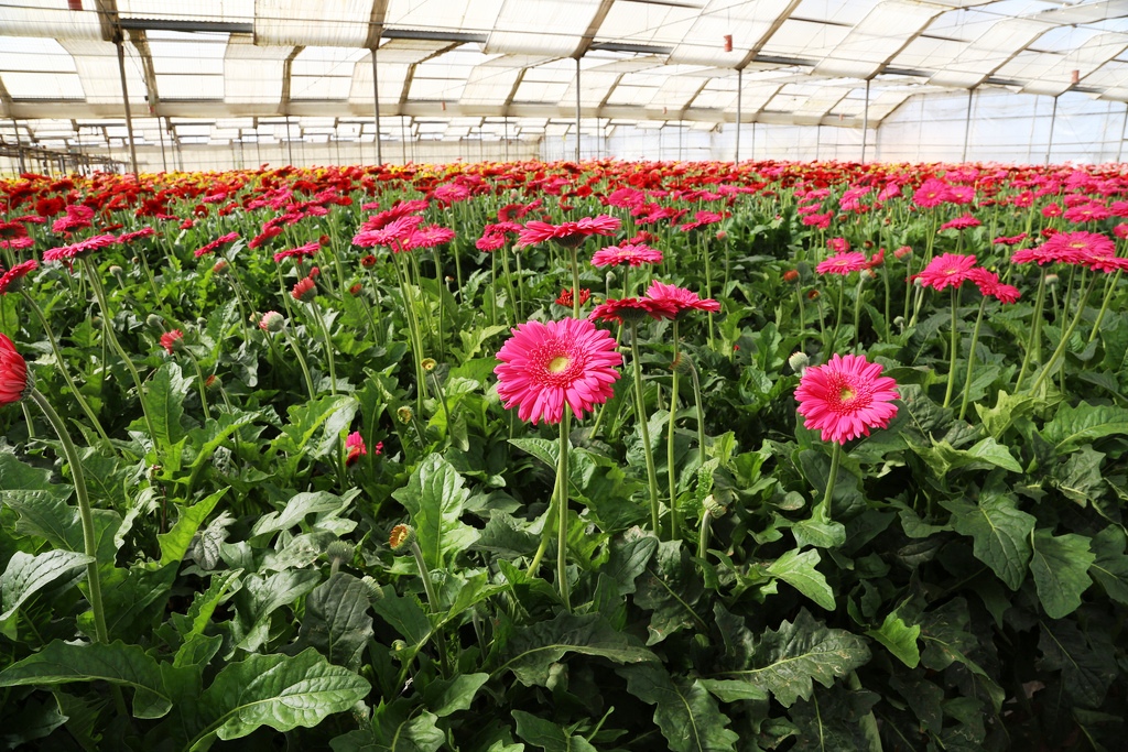 A sea of colorful gerberas in the Kitayama Brothers' greenhouses.