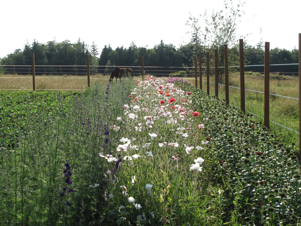 Poppies and other field-grown varieties thrive in neat rows at Everyday Flowers.