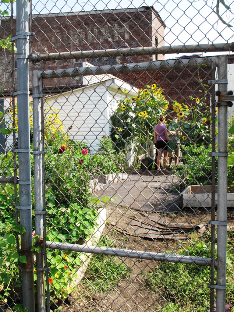 Peek through the chain link fence - from the urban parking lot into greenSinner's cutting garden.