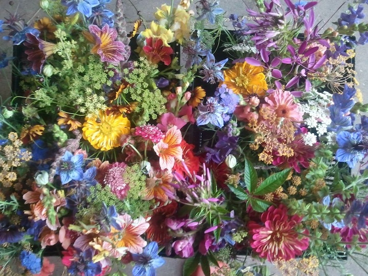 Mixed bouquets by Rose Hill Flower Farm.
