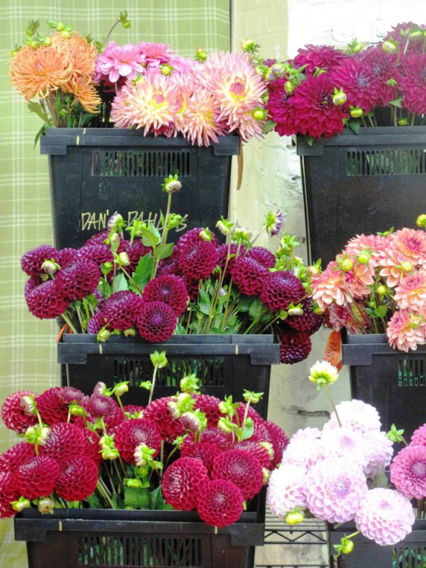 Dan Pearson' Washington-grown dahlias on display at the Seattle Wholesale Growers' Market -- from farmer to florist.