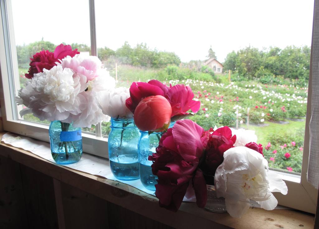 A few lovelies, spotted on the windowsill at Chilly Root Peony Farm.