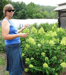 Margie led us on a tour through the farm, including a stop at the Limelight Hydrangeas.