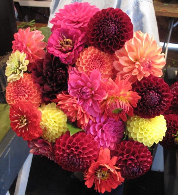 The vivid "hot" bouquet that I brought home with me today - $10 by JoAnn Mahaffey, who works for Dan's Dahlias booth. 