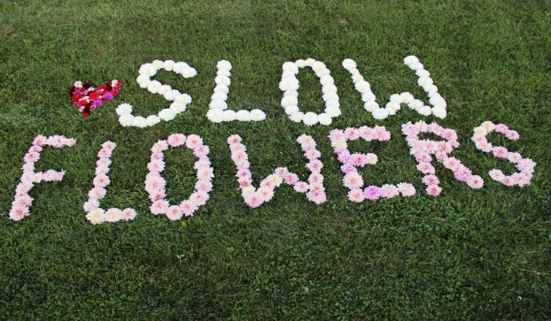 S-L-O-W   F-L-O-W-E-R-S in pink and white dahlias