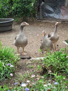 The Geese of Goose Creek Gardens...livin' the good life!