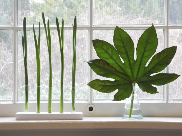 Paperwhite foliage (left) and a fatsia leaf (right) provide a study in contrasts. Design and photo by Nancy Ross Hugo.