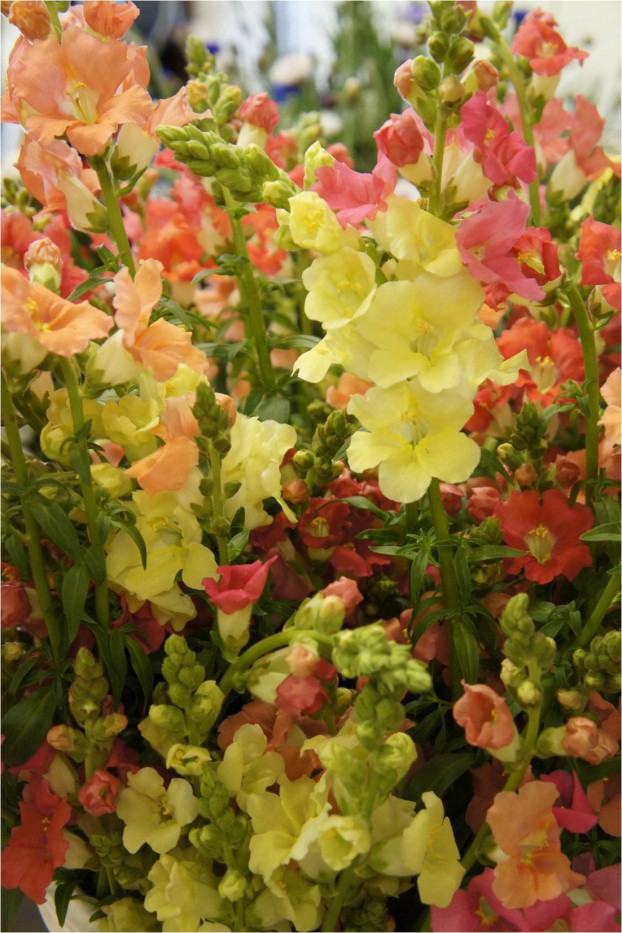 Quantity and Quality is expressed in these snapdragons!