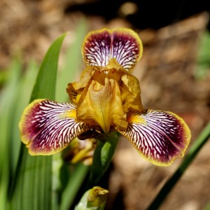 'Jack's Pick' - a miniature tall bearded iris with gorgeous tawny petals.