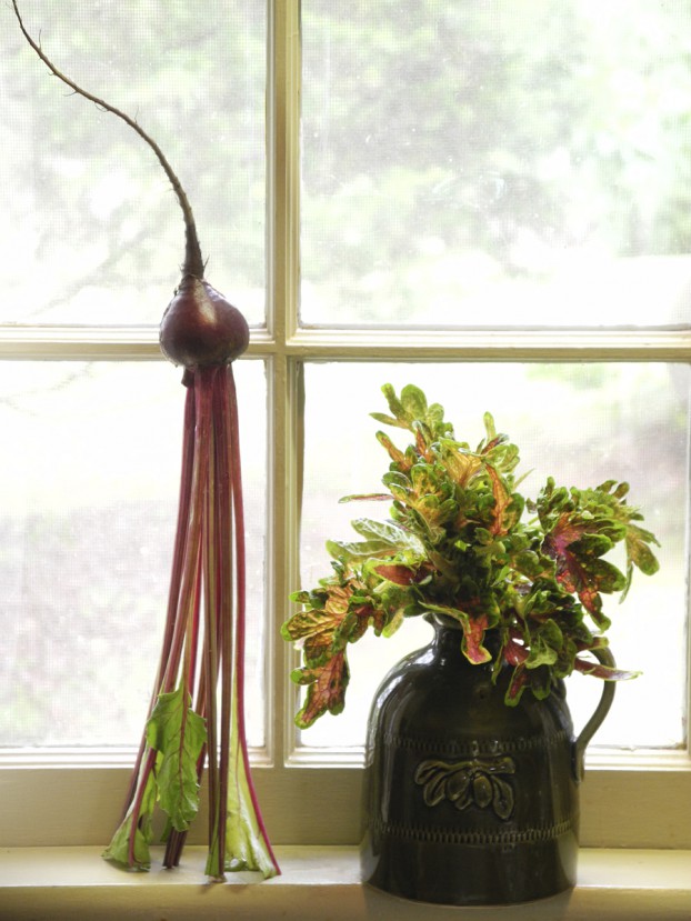 A beet displayed beside a jug of coleus. "I realized I could turn (the beet) upside down and support it on its leaf stems . . . showcasing the part of the beet I like best - its tapering root."